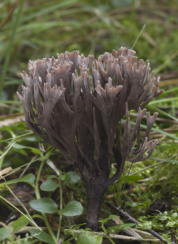 Thelephora palmata